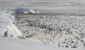 Alarm! Zuidpool koelt af! IJs groeit aan! Koeler op Antarctica de veronderstelling dat door de mens veroorzaakte opwarming niet dominant is
