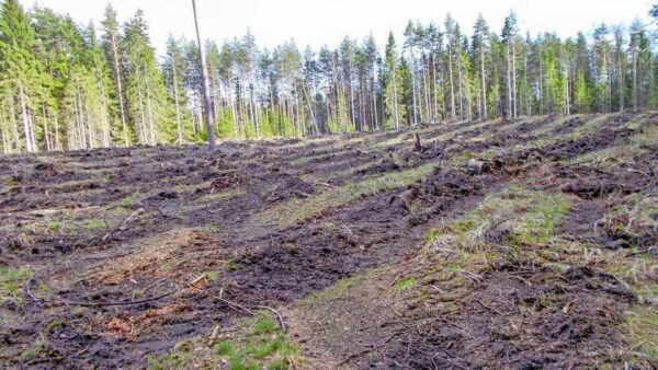 Kale zwarte aarde is alles wat rest na grootschalige houtkap rond Imavere, in het hart van Estland.