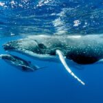Worden walvissen gedood door offshore windenergie?