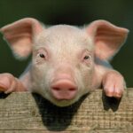 Leonardo cute pig