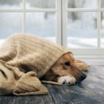 The,Dog,Freezes.,Funny,Dog,Wrapped,In,A,Warm,Blanket.