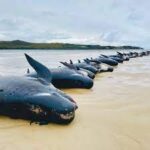 Dead whales