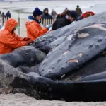 Bedreigen windparken op zee walvissen?