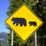 Bear,Crossing,Warning,Road,Sign,In,The,Wilderness