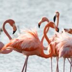 Pink,Flamingos,Of,Bonaire