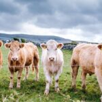 Beleidsnotitie: offer 200.000 koeien voor klimaatdoel