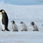 NOS en klimaatellende: Keizerspinguïns