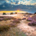 Het Nederlandse stikstofprobleem is geen natuurprobleem — het is een beheerprobleem Heide